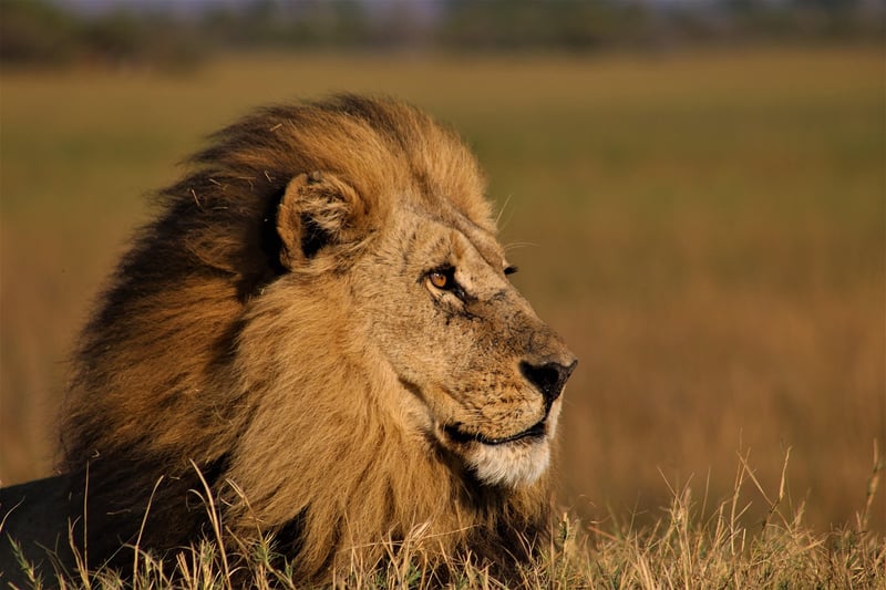 Lion in the Savannah